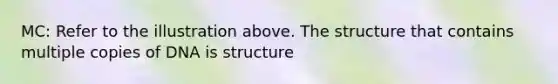 MC: Refer to the illustration above. The structure that contains multiple copies of DNA is structure