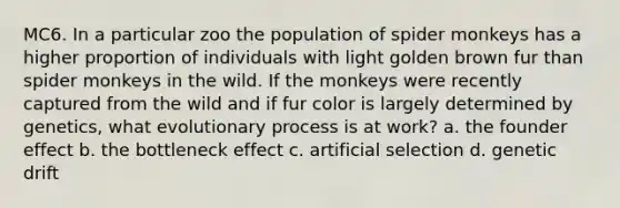 MC6. In a particular zoo the population of spider monkeys has a higher proportion of individuals with light golden brown fur than spider monkeys in the wild. If the monkeys were recently captured from the wild and if fur color is largely determined by genetics, what evolutionary process is at work? a. the founder effect b. the bottleneck effect c. artificial selection d. genetic drift