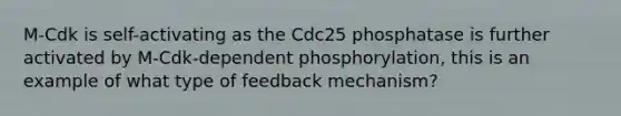 M-Cdk is self-activating as the Cdc25 phosphatase is further activated by M-Cdk-dependent phosphorylation, this is an example of what type of feedback mechanism?