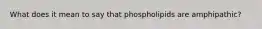 What does it mean to say that phospholipids are amphipathic?