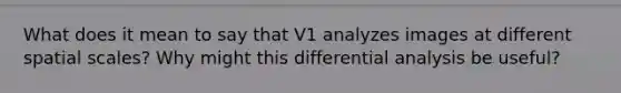 What does it mean to say that V1 analyzes images at different spatial scales? Why might this differential analysis be useful?