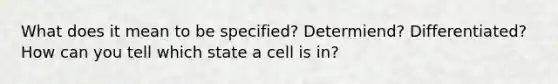 What does it mean to be specified? Determiend? Differentiated? How can you tell which state a cell is in?