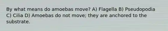 By what means do amoebas move? A) Flagella B) Pseudopodia C) Cilia D) Amoebas do not move; they are anchored to the substrate.