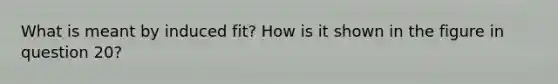 What is meant by induced fit? How is it shown in the figure in question 20?