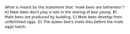 What is meant by the statement that "male bees are fatherless"? A) Male bees don't play a role in the rearing of bee young. B) Male bees are produced by budding. C) Male bees develop from unfertilized eggs. D) The queen bee's mate dies before the male eggs hatch.