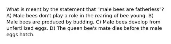 What is meant by the statement that "male bees are fatherless"? A) Male bees don't play a role in the rearing of bee young. B) Male bees are produced by budding. C) Male bees develop from unfertilized eggs. D) The queen bee's mate dies before the male eggs hatch.