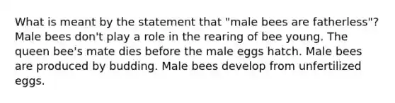 What is meant by the statement that "male bees are fatherless"? Male bees don't play a role in the rearing of bee young. The queen bee's mate dies before the male eggs hatch. Male bees are produced by budding. Male bees develop from unfertilized eggs.