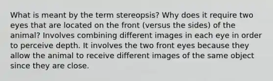 What is meant by the term stereopsis? Why does it require two eyes that are located on the front (versus the sides) of the animal? Involves combining different images in each eye in order to perceive depth. It involves the two front eyes because they allow the animal to receive different images of the same object since they are close.