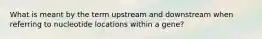 What is meant by the term upstream and downstream when referring to nucleotide locations within a gene?