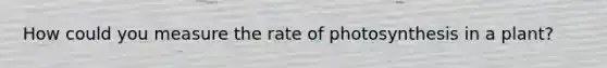 How could you measure the rate of photosynthesis in a plant?