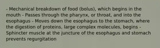 - Mechanical breakdown of food (bolus), which begins in the mouth - Passes through the pharynx, or throat, and into the esophagus - Moves down the esophagus to the stomach, where the digestion of proteins, large complex molecules, begins - Sphincter muscle at the juncture of the esophagus and stomach prevents regurgitation