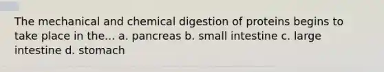 The mechanical and chemical digestion of proteins begins to take place in the... a. pancreas b. small intestine c. large intestine d. stomach