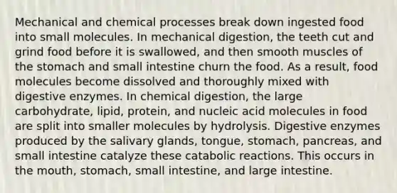 Mechanical and chemical processes break down ingested food into small molecules. In mechanical digestion, the teeth cut and grind food before it is swallowed, and then smooth muscles of the stomach and small intestine churn the food. As a result, food molecules become dissolved and thoroughly mixed with digestive enzymes. In chemical digestion, the large carbohydrate, lipid, protein, and nucleic acid molecules in food are split into smaller molecules by hydrolysis. Digestive enzymes produced by the salivary glands, tongue, stomach, pancreas, and small intestine catalyze these catabolic reactions. This occurs in the mouth, stomach, small intestine, and large intestine.