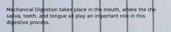 Mechanical Digestion takes place in the mouth, where the the saliva, teeth, and tongue all play an important role in this digestive process.