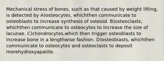 Mechanical stress of bones, such as that caused by weight lifting, is detected by A)osteocytes, whichthen communicate to osteoblasts to increase synthesis of osteoid. B)osteoclasts, whichthen communicate to osteocytes to increase the size of lacunae. C)chondrocytes,which then trigger osteoblasts to increase bone in a lengthwise fashion. D)osteoblasts, whichthen communicate to osteocytes and osteoclasts to deposit morehydroxyapatite.