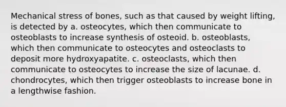 Mechanical stress of bones, such as that caused by weight lifting, is detected by a. osteocytes, which then communicate to osteoblasts to increase synthesis of osteoid. b. osteoblasts, which then communicate to osteocytes and osteoclasts to deposit more hydroxyapatite. c. osteoclasts, which then communicate to osteocytes to increase the size of lacunae. d. chondrocytes, which then trigger osteoblasts to increase bone in a lengthwise fashion.