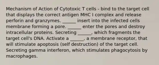 Mechanism of Action of Cytotoxic T cells - bind to the target cell that displays the correct antigen MHC I complex and release perforin and granzymes. ______ insert into the infected cells membrane forming a pore. ______ enter the pores and destroy intracellular proteins. Secreting ______, which fragments the target cell's DNA. Activate a ______, a membrane receptor, that will stimulate apoptosis (self destruction) of the target cell. Secreting gamma interferon, which stimulates phagocytosis by macrophages.