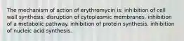 The mechanism of action of erythromycin is: inhibition of cell wall synthesis. disruption of cytoplasmic membranes. inhibition of a metabolic pathway. inhibition of protein synthesis. inhibition of nucleic acid synthesis.