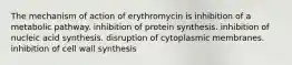 The mechanism of action of erythromycin is inhibition of a metabolic pathway. inhibition of protein synthesis. inhibition of nucleic acid synthesis. disruption of cytoplasmic membranes. inhibition of cell wall synthesis