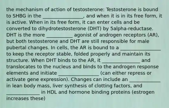 the mechanism of action of testosterone: Testosterone is bound to SHBG in the _________________, and when it is in its free form, it is active. When in its free form, it can enter cells and be converted to dihydrotestosterone (DHT) by 5alpha-reductase. DHT is the more ___________ agonist of androgen receptors (AR), but both testosterone and DHT are still responsible for male pubertal changes. In cells, the AR is bound to a _________________ to keep the receptor stable, folded properly and maintain its structure. When DHT binds to the AR, it ________________ and translocates to the nucleus and binds to the androgen response elements and initiate _________________ (can either repress or activate <a href='https://www.questionai.com/knowledge/kFtiqWOIJT-gene-expression' class='anchor-knowledge'>gene expression</a>). Changes can include an _____________ in lean body mass, liver synthesis of clotting factors, and ______________ in HDL and hormone binding proteins (estrogen increases these)