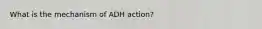 What is the mechanism of ADH action?