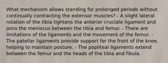 What mechanism allows standing for prolonged periods without continually contracting the extensor muscles? - A slight lateral rotation of the tibia tightens the anterior cruciate ligament and joins the meniscus between the tibia and femur. - There are limitations of the ligaments and the movement of the femur. - The patellar ligaments provide support for the front of the knee, helping to maintain posture. - The popliteal ligaments extend between the femur and the heads of the tibia and fibula.