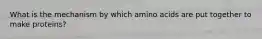 What is the mechanism by which amino acids are put together to make proteins?