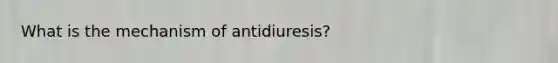 What is the mechanism of antidiuresis?