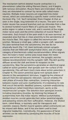 The mechanism behind skeletal muscle contraction is a phenomenon called the sliding filament theory, and it begins with nervous stimulation. Muscle fibers are innervated—that is, they are stimulated to contract by nerve cells called motor neurons. Multiple motor neurons are organized into motor nerves, which are controlled by a specific motor control area of the brain (Fig. 7.4). You'll remember (from Chapter 4) that an axon is the single, long extension of a neuron. The axon of one motor neuron has several branches and can stimulate from a few to several hundred muscle fibers of a particular muscle. This entire region is called a motor unit, and it consists of the single motor nerve axon and the entire collection of muscle fibers it innervates. Each branch of the axon ends in an axon terminal, an expanded area that lies in close proximity to the sarcolemma of the muscle fiber. This region is called the neuromuscular junction. Because a small gap, called a synaptic cleft, separates the axon terminal from the sarcolemma, the two do not physically touch (Fig. 7.4). Axon terminals contain synaptic vesicles that are filled with acetylcholine (ACh), one of a large category of biochemicals called neurotransmitters. When signals from the brain's motor control area travel down the motor neuron and arrive at the axon terminal, the synaptic vesicles release neurotransmitter into the synaptic cleft. The ACh quickly diffuses across the cleft and binds to receptors on the sarcolemma. Now the sarcolemma generates an electrical signal, called an action potential, that spreads over the surface of the sarcolemma. (You will learn much more about action potentials in Chapter 8.) The action potential signal next spreads down T tubules to the sarcoplasmic reticulum, triggering the release of calcium from the sarcoplasmic reticulum. Calcium enables the next phase of muscle fiber contraction, involving interaction between myosin and actin myofilaments. It's interesting to note that one of the world's deadliest poisons, a protein produced by the bacterium called Clostridium botulinum, works at the neuromuscular synapse. The botulism toxin paralyzes muscle, including respiratory muscles, by blocking the release of acetylcholine from the motor neuron. Without acetylcholine, skeletal muscles cannot generate their action potential signals, and poisoning victims die from suffocation. However, the diluted toxin, called Botox, is routinely used for therapeutic and cosmetic reasons. Painful muscle spasms called contractures can be relaxed with Botox, and it has also been used to treat migraine headaches. Cosmetically, the appearance of facial wrinkles can be reduced by paralyzing the muscles of facial expression.