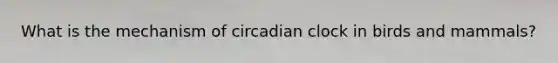 What is the mechanism of circadian clock in birds and mammals?