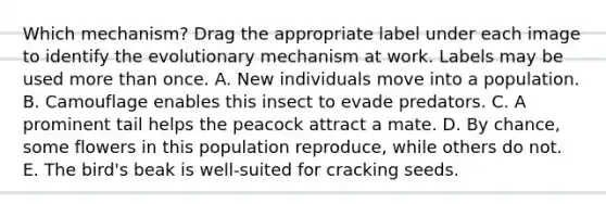 Which mechanism? Drag the appropriate label under each image to identify the evolutionary mechanism at work. Labels may be used <a href='https://www.questionai.com/knowledge/keWHlEPx42-more-than' class='anchor-knowledge'>more than</a> once. A. New individuals move into a population. B. Camouflage enables this insect to evade predators. C. A prominent tail helps the peacock attract a mate. D. By chance, some flowers in this population reproduce, while others do not. E. The bird's beak is well-suited for cracking seeds.