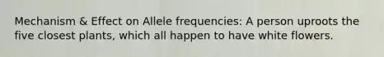 Mechanism & Effect on Allele frequencies: A person uproots the five closest plants, which all happen to have white flowers.