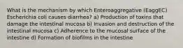 What is the mechanism by which Enteroaggregative (EaggEC) Escherichia coli causes diarrhea? a) Production of toxins that damage the intestinal mucosa b) Invasion and destruction of the intestinal mucosa c) Adherence to the mucosal surface of the intestine d) Formation of biofilms in the intestine