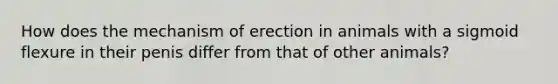 How does the mechanism of erection in animals with a sigmoid flexure in their penis differ from that of other animals?