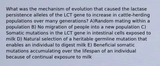 What was the mechanism of evolution that caused the lactase persistence alleles of the LCT gene to increase in cattle-herding populations over many generations? A)Random mating within a population B) No migration of people into a new population C) Somatic mutations in the LCT gene in intestinal cells exposed to milk D) Natural selection of a heritable germline mutation that enables an individual to digest milk E) Beneficial somatic mutations accumulating over the lifespan of an individual because of continual exposure to milk