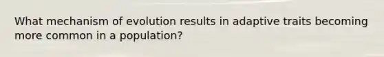 What mechanism of evolution results in adaptive traits becoming more common in a population?