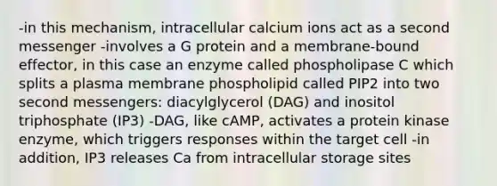 -in this mechanism, intracellular calcium ions act as a second messenger -involves a G protein and a membrane-bound effector, in this case an enzyme called phospholipase C which splits a plasma membrane phospholipid called PIP2 into two second messengers: diacylglycerol (DAG) and inositol triphosphate (IP3) -DAG, like cAMP, activates a protein kinase enzyme, which triggers responses within the target cell -in addition, IP3 releases Ca from intracellular storage sites