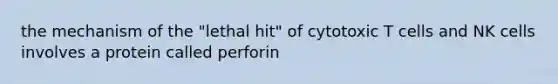 the mechanism of the "lethal hit" of cytotoxic T cells and NK cells involves a protein called perforin