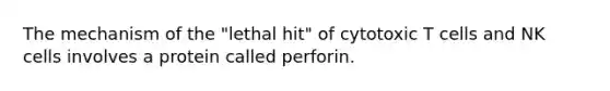 The mechanism of the "lethal hit" of cytotoxic T cells and NK cells involves a protein called perforin.