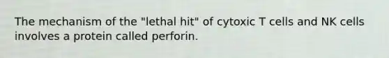 The mechanism of the "lethal hit" of cytoxic T cells and NK cells involves a protein called perforin.