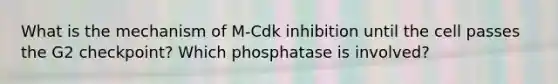 What is the mechanism of M-Cdk inhibition until the cell passes the G2 checkpoint? Which phosphatase is involved?