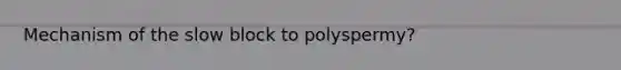 Mechanism of the slow block to polyspermy?