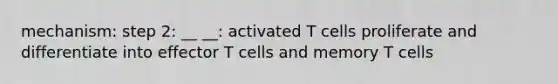 mechanism: step 2: __ __: activated T cells proliferate and differentiate into effector T cells and memory T cells