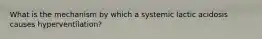 What is the mechanism by which a systemic lactic acidosis causes hyperventilation?