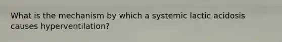 What is the mechanism by which a systemic lactic acidosis causes hyperventilation?