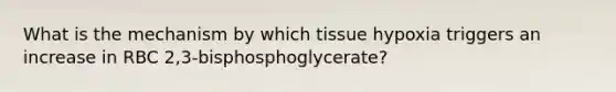 What is the mechanism by which tissue hypoxia triggers an increase in RBC 2,3-bisphosphoglycerate?