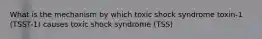 What is the mechanism by which toxic shock syndrome toxin-1 (TSST-1) causes toxic shock syndrome (TSS)