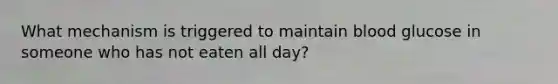 What mechanism is triggered to maintain blood glucose in someone who has not eaten all day?