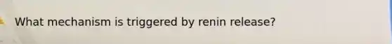 What mechanism is triggered by renin release?