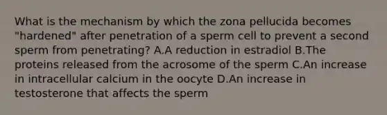 What is the mechanism by which the zona pellucida becomes "hardened" after penetration of a sperm cell to prevent a second sperm from penetrating? A.A reduction in estradiol B.The proteins released from the acrosome of the sperm C.An increase in intracellular calcium in the oocyte D.An increase in testosterone that affects the sperm